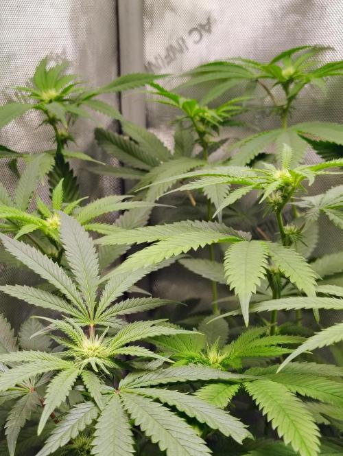 No Training Wheels by TerpFi3nd. Week 11