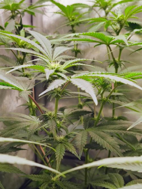 No Training Wheels by TerpFi3nd. Week 11