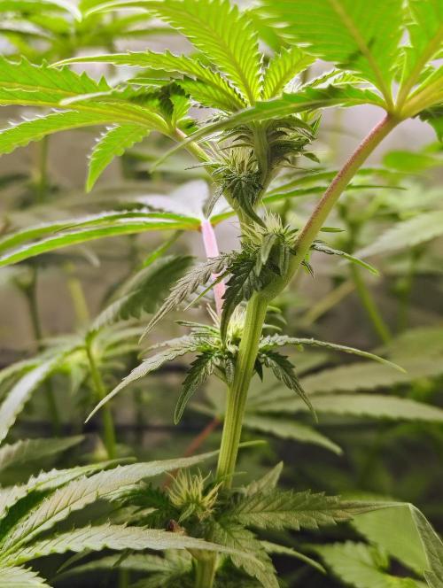 No Training Wheels by TerpFi3nd. Week 11