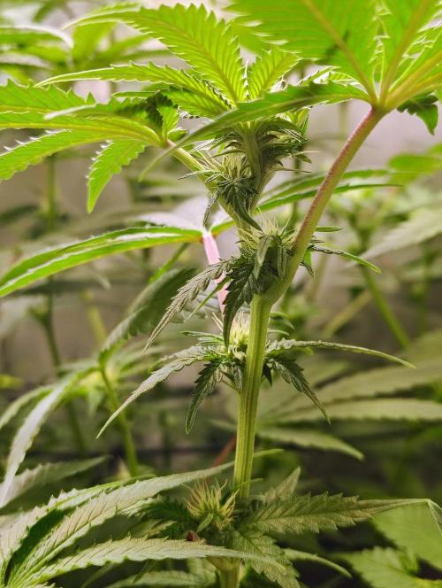 No Training Wheels by TerpFi3nd. Week 11