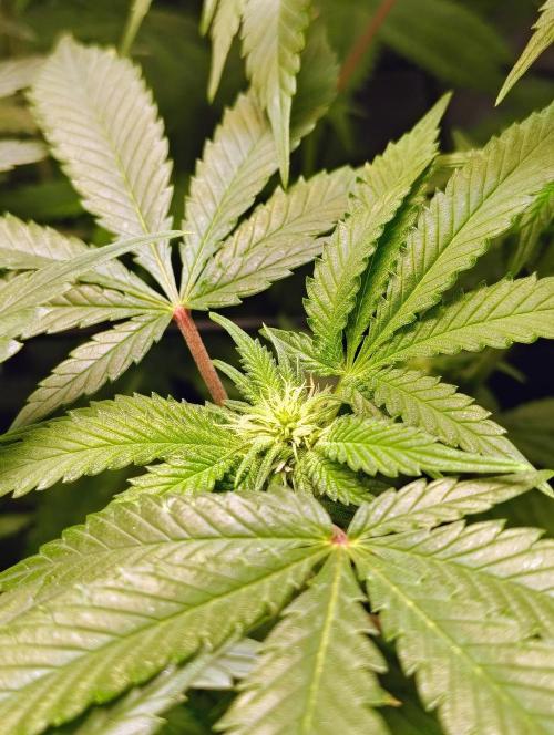 No Training Wheels by TerpFi3nd. Week 11