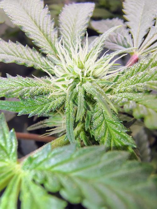 No Training Wheels by TerpFi3nd. Week 11