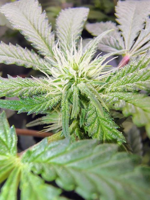 No Training Wheels by TerpFi3nd. Week 11