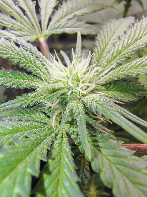 No Training Wheels by TerpFi3nd. Week 11