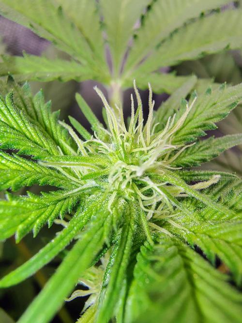 No Training Wheels by TerpFi3nd. Week 11