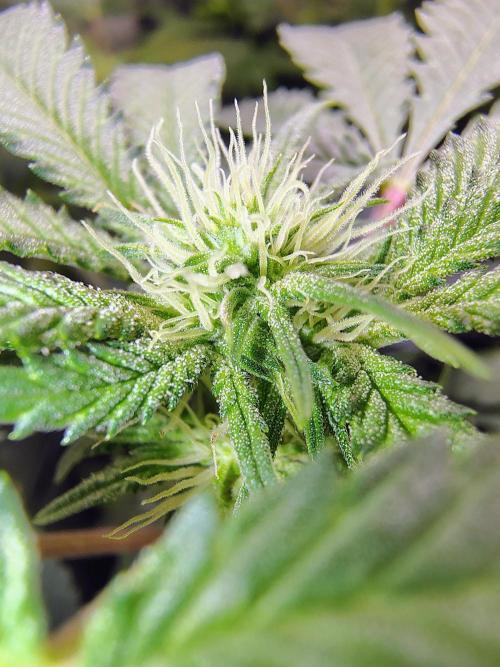 No Training Wheels by TerpFi3nd. Week 11