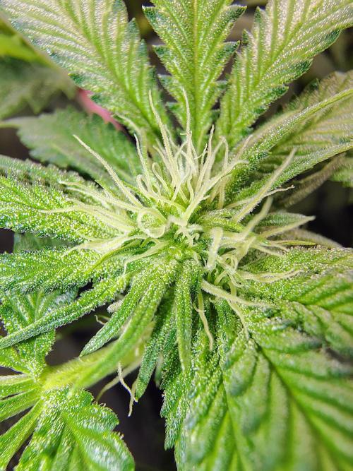 No Training Wheels by TerpFi3nd. Week 11