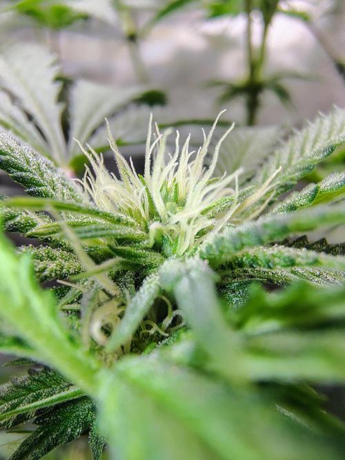 No Training Wheels by TerpFi3nd. Week 11