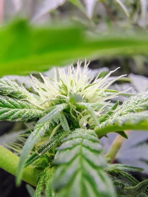 No Training Wheels by TerpFi3nd. Week 11