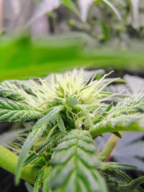 No Training Wheels by TerpFi3nd. Week 11