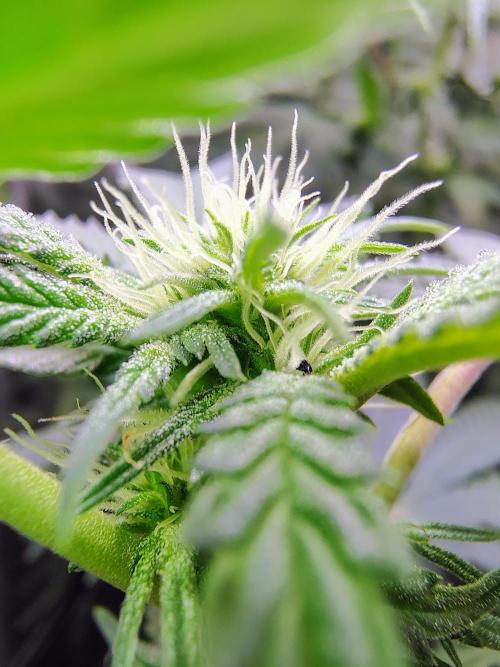 No Training Wheels by TerpFi3nd. Week 11