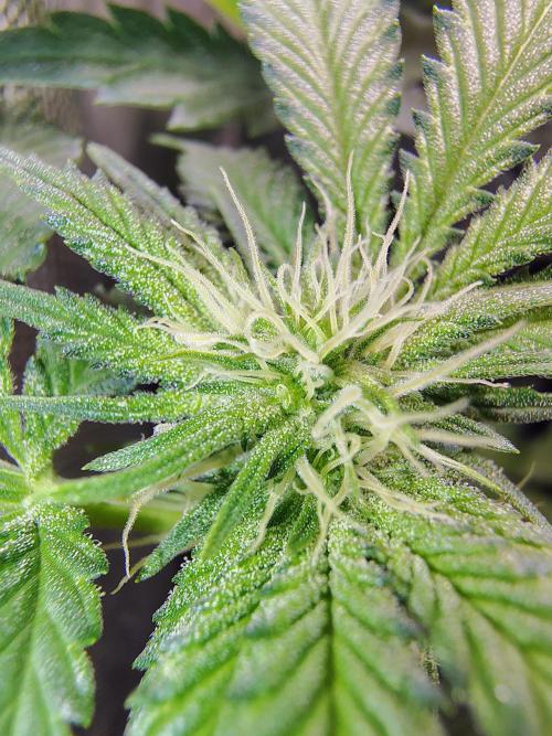 No Training Wheels by TerpFi3nd. Week 11