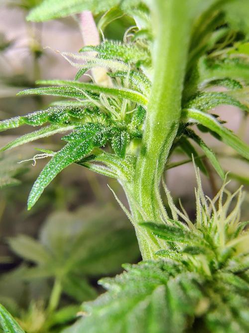 No Training Wheels by TerpFi3nd. Week 11