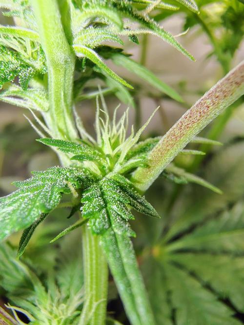 No Training Wheels by TerpFi3nd. Week 11