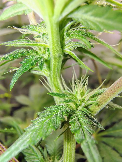 No Training Wheels by TerpFi3nd. Week 11