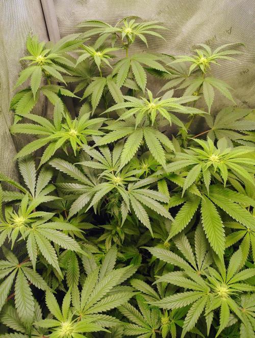 No Training Wheels by TerpFi3nd. Week 11