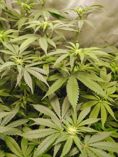 No Training Wheels by TerpFi3nd. Week 11