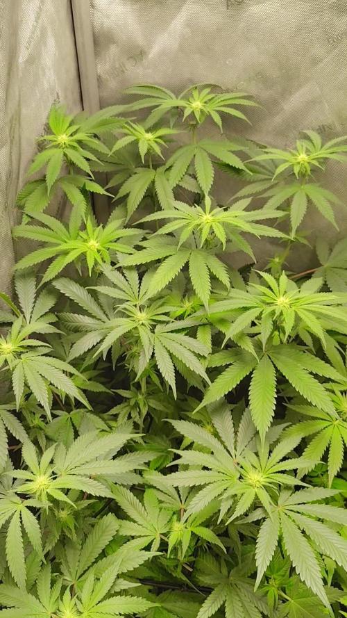 No Training Wheels by TerpFi3nd