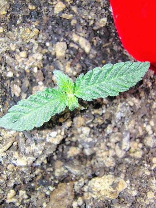 NY CHEESECAKE X CHERRY CHEESECAKE. Week 2