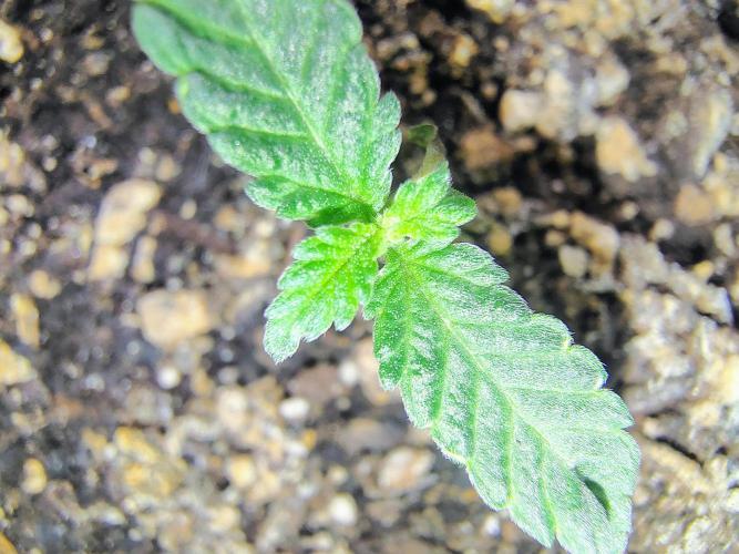 NY CHEESECAKE X CHERRY CHEESECAKE. Week 2