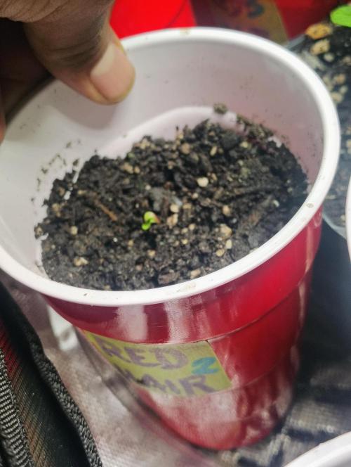 Jedi Kandi X Blue Dream. Week 0