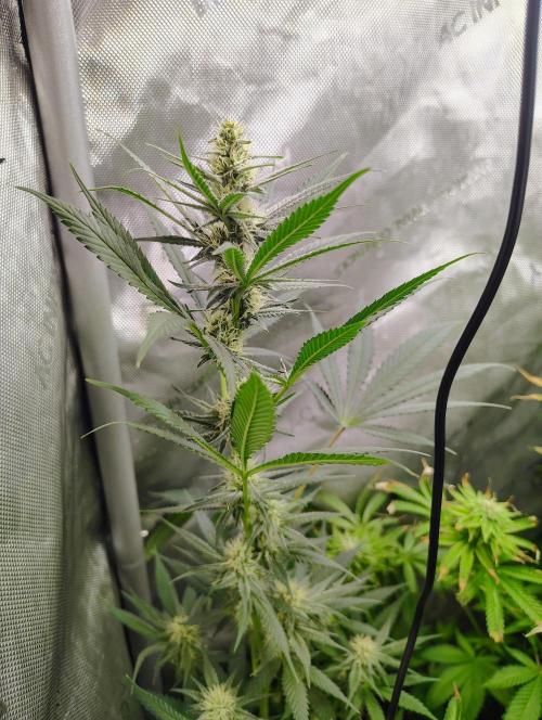 Jedi Kandi X Blue Dream. Week 0