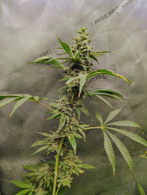 Jedi Kandi X Blue Dream. Week 0