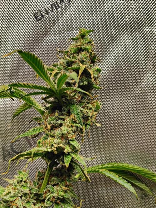 Jedi Kandi X Blue Dream. Week 0