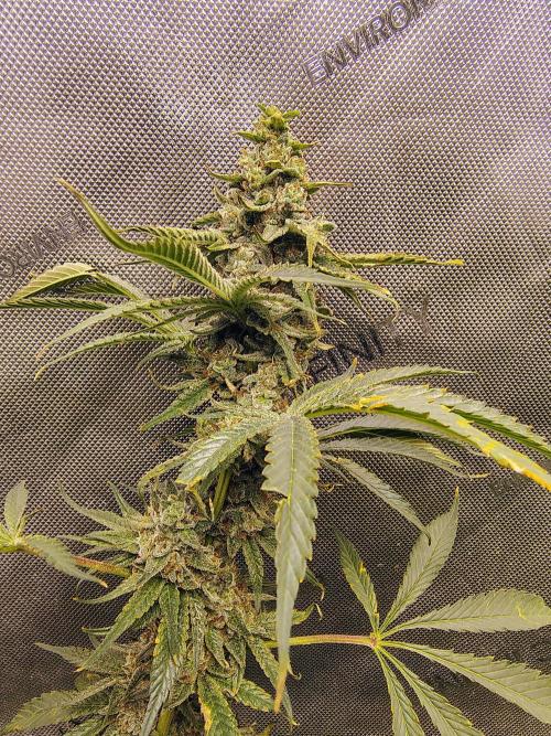 Jedi Kandi X Blue Dream. Week 0