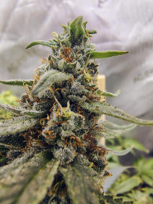 Jedi Kandi X Blue Dream. Week 0