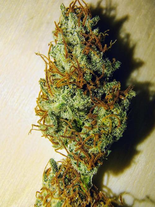 Jedi Kandi X Blue Dream. Week 0