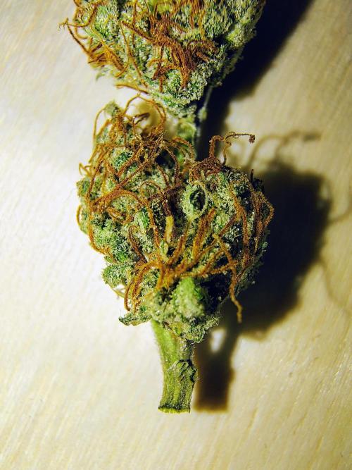 Jedi Kandi X Blue Dream. Week 0