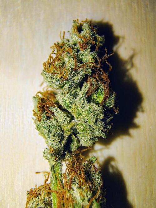 Jedi Kandi X Blue Dream. Week 0