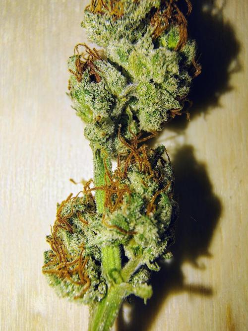 Jedi Kandi X Blue Dream. Week 0