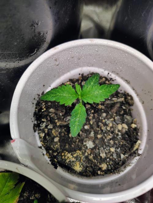 Jedi Kandi X Blue Dream. Week 2