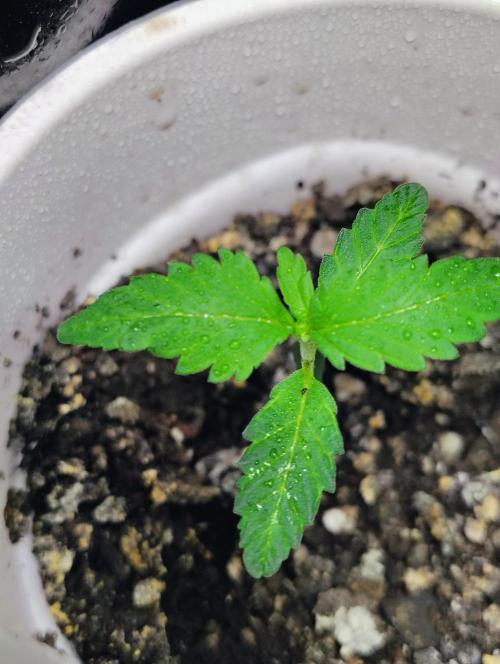 Jedi Kandi X Blue Dream. Week 2