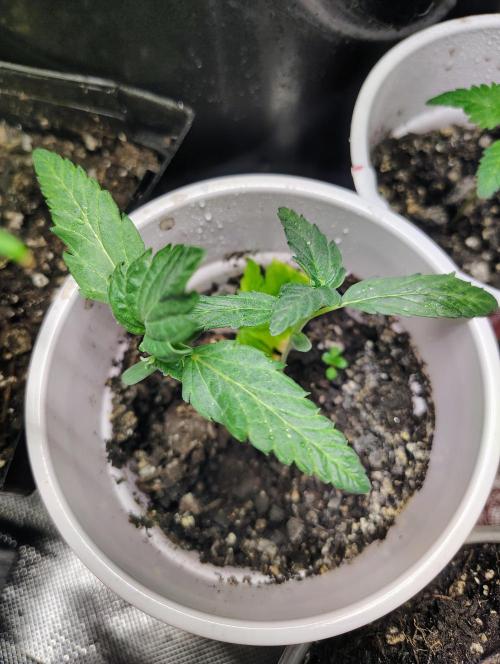 Jedi Kandi X Blue Dream. Week 2