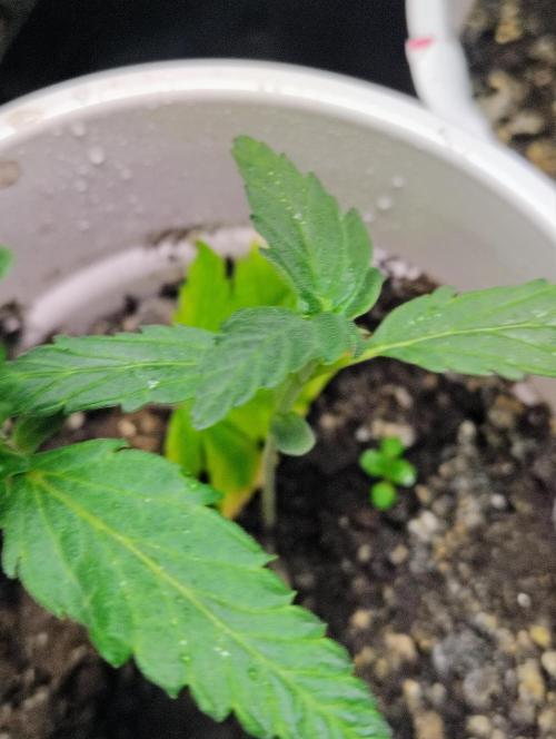 Jedi Kandi X Blue Dream. Week 2