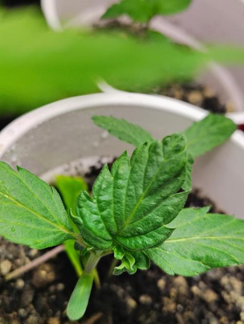 Jedi Kandi X Blue Dream. Week 2