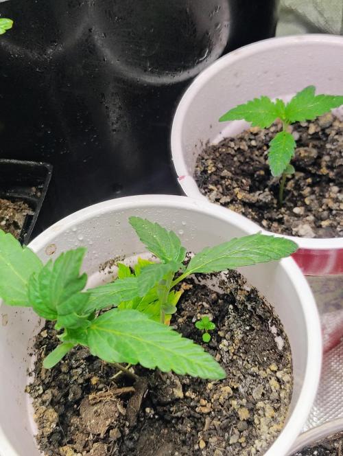 Jedi Kandi X Blue Dream. Week 2