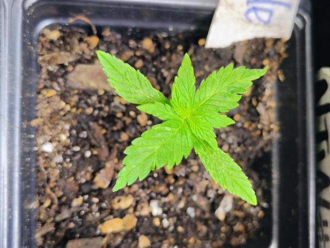 Trop Cookies X Melonade. Week 2