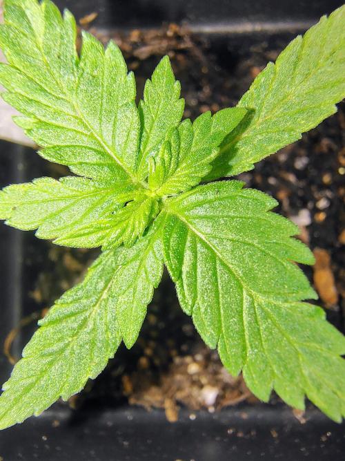 Trop Cookies X Melonade. Week 2