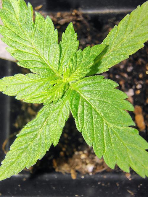 Trop Cookies X Melonade. Week 2