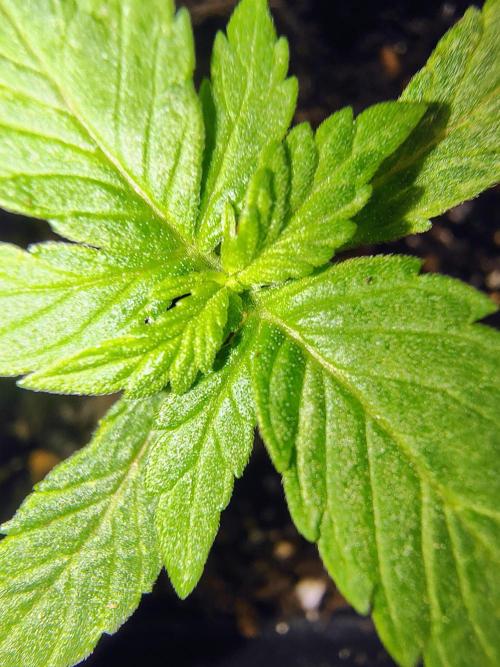 Trop Cookies X Melonade. Week 2