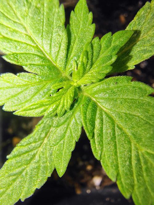 Trop Cookies X Melonade. Week 2