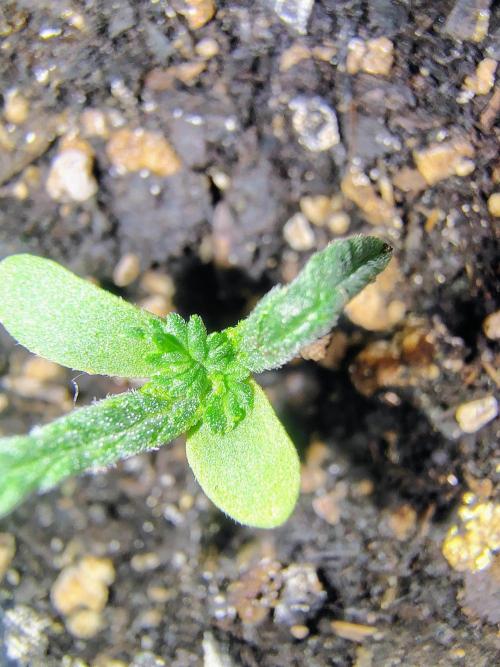 Trop Cookies X Melonade. Week 2 - Over watered