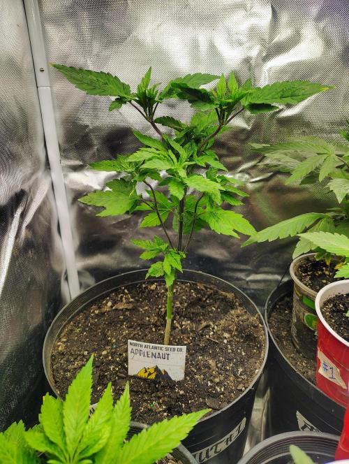 APPLENAUT (Dirty Sanchez X Wedding Cake). Week 12