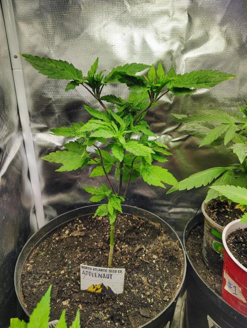 APPLENAUT (Dirty Sanchez X Wedding Cake). Week 12