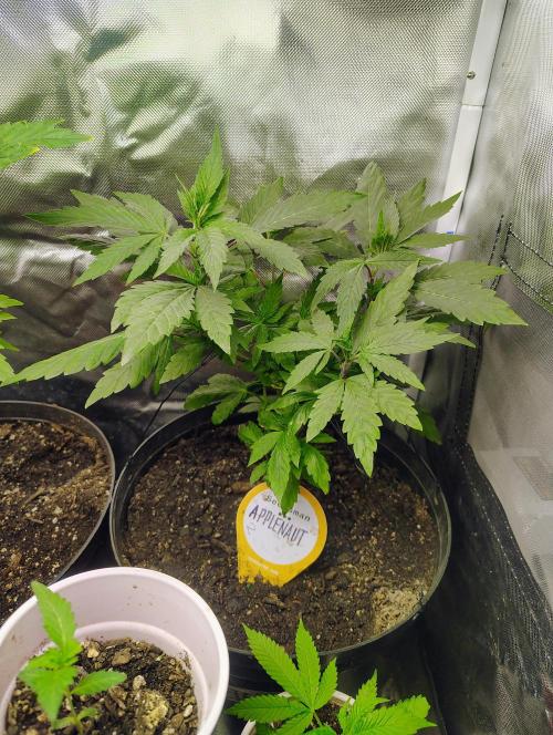 APPLENAUT (Dirty Sanchez X Wedding Cake). Week 12