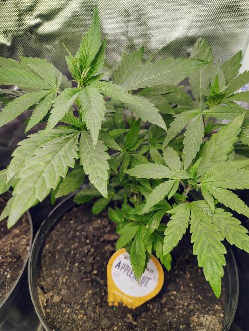 APPLENAUT (Dirty Sanchez X Wedding Cake). Week 12